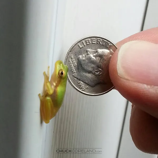 A tiny, green tree frog