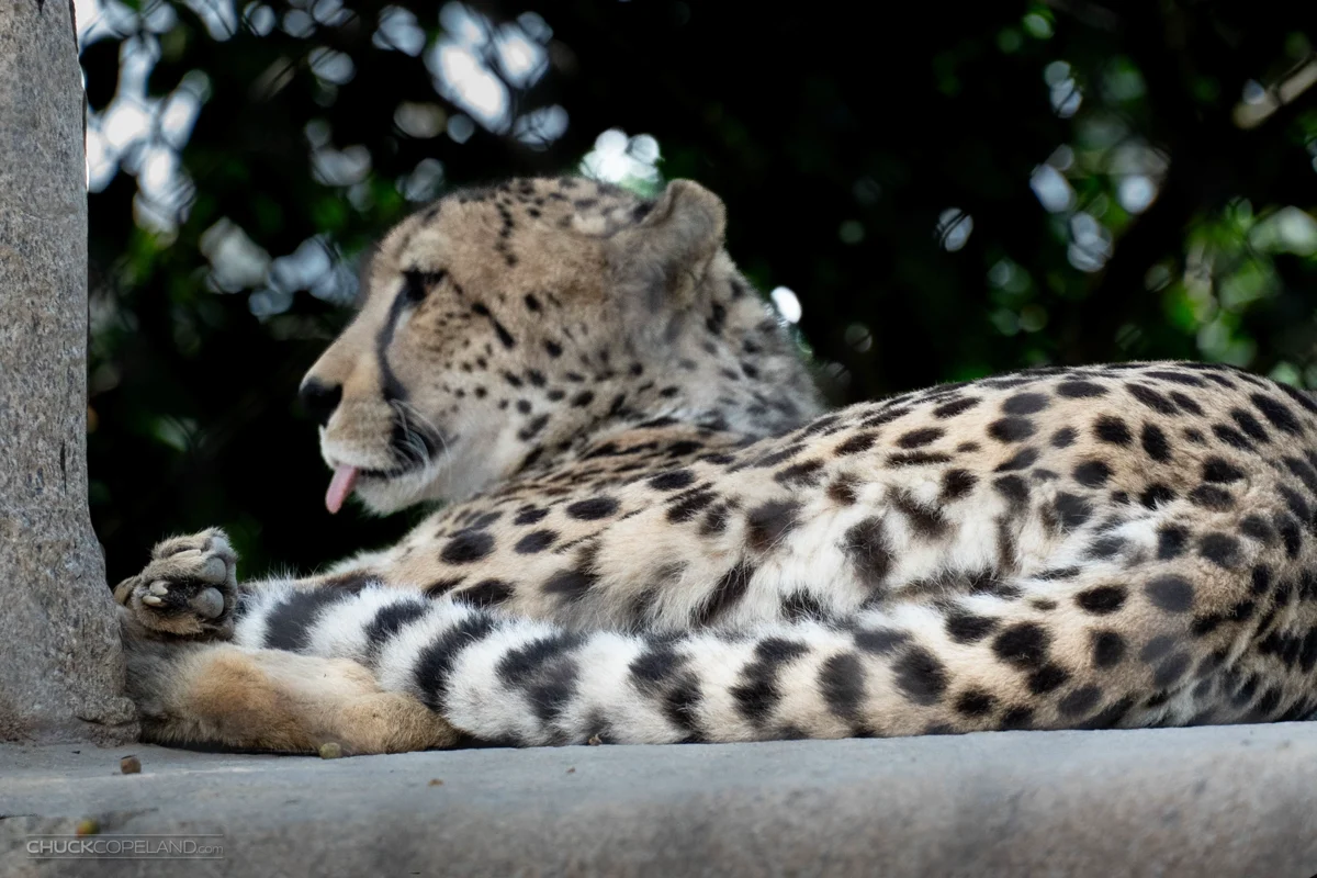 Cheetah stretched out beside a tree with its tongue showing