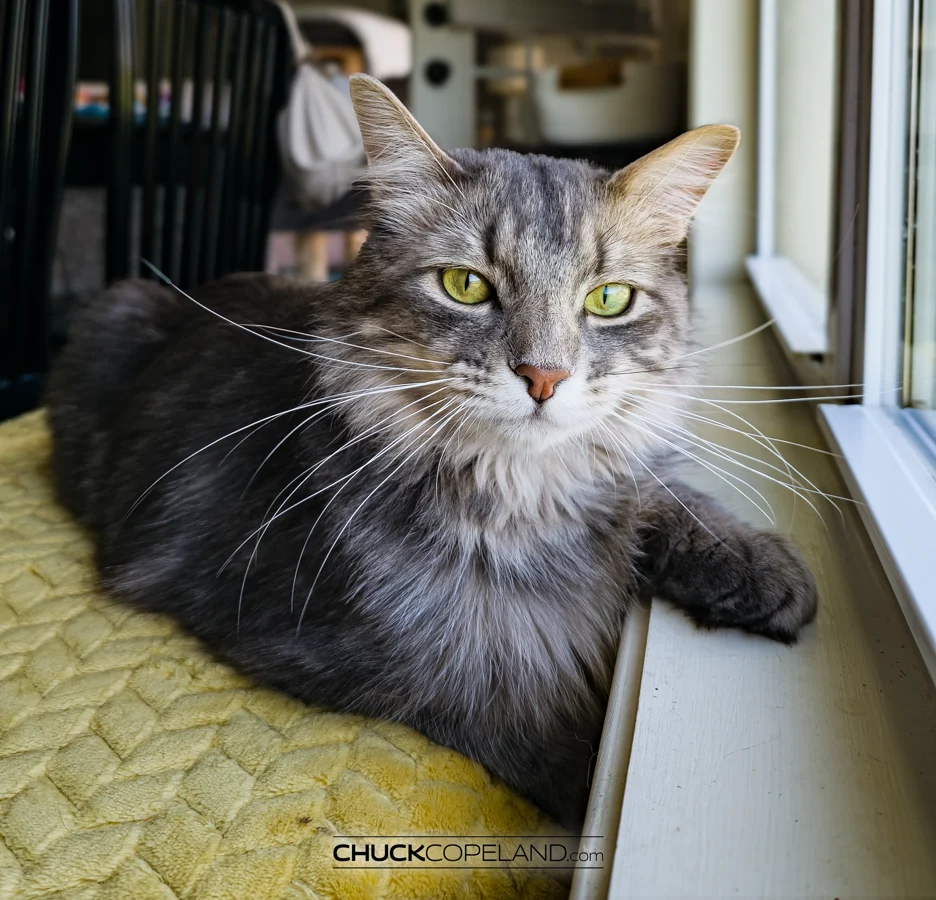 Close portrait of gray tabby cat Stormy beside a sunlit window
