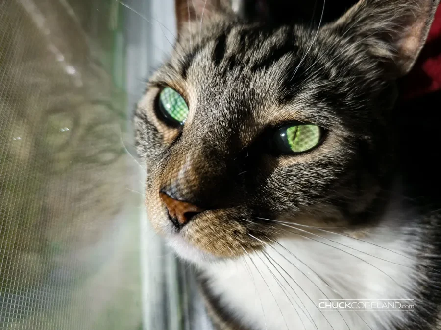 Close-up portrait of a tabby cat beside a window
