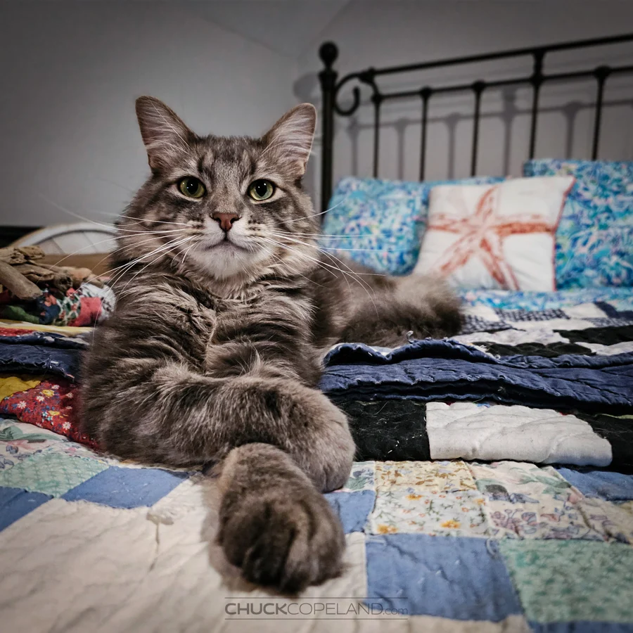 Gray tabby cat Stormy relaxing on a patchwork quilt with one paw stretched toward the camera